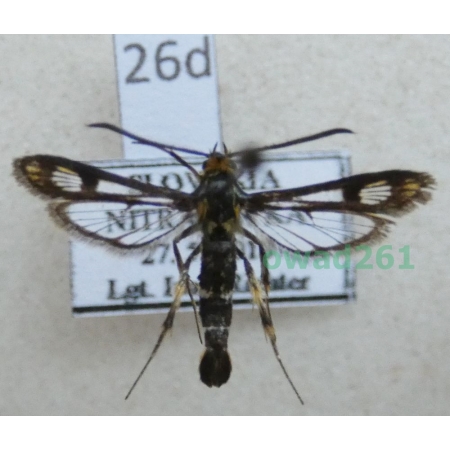 Chamaesphecia tenthrediniformis (Denis & Schiffermüller, 1775) Slovakia26d